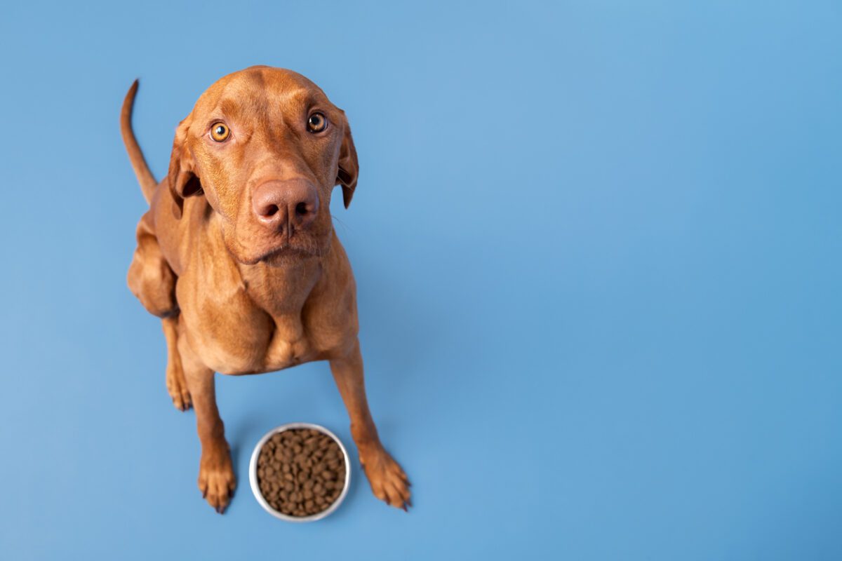 Dog with dog food